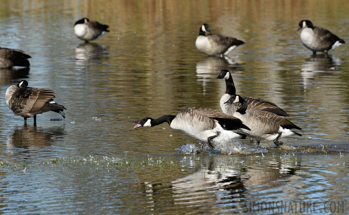 Branta canadensis interior [400 mm, 1/2000 sec at f / 8.0, ISO 800]